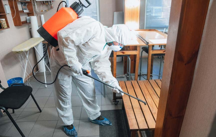 The Best Fly Catchers for Restaurants, Hotels, and Cafeterias | Fly Co ...