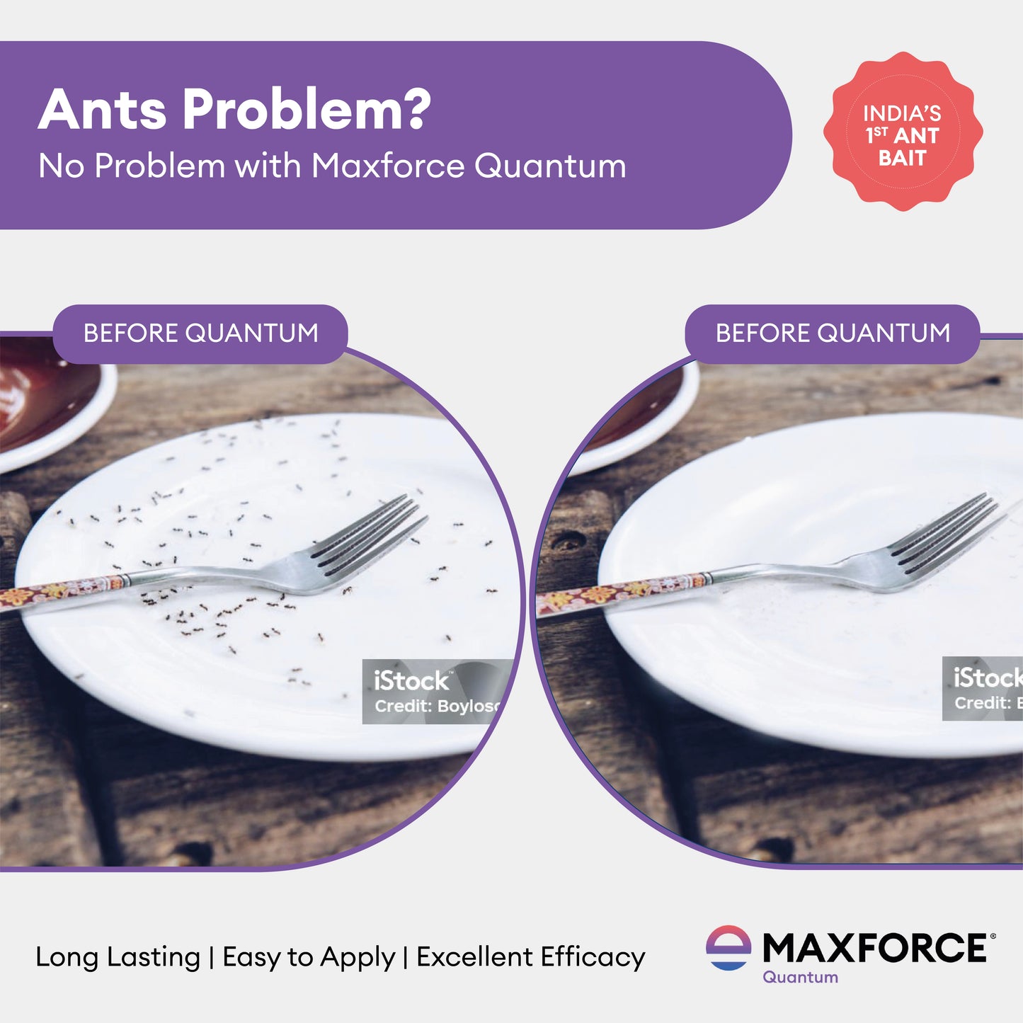 Maxforce Quantum 30gm | Ant Control