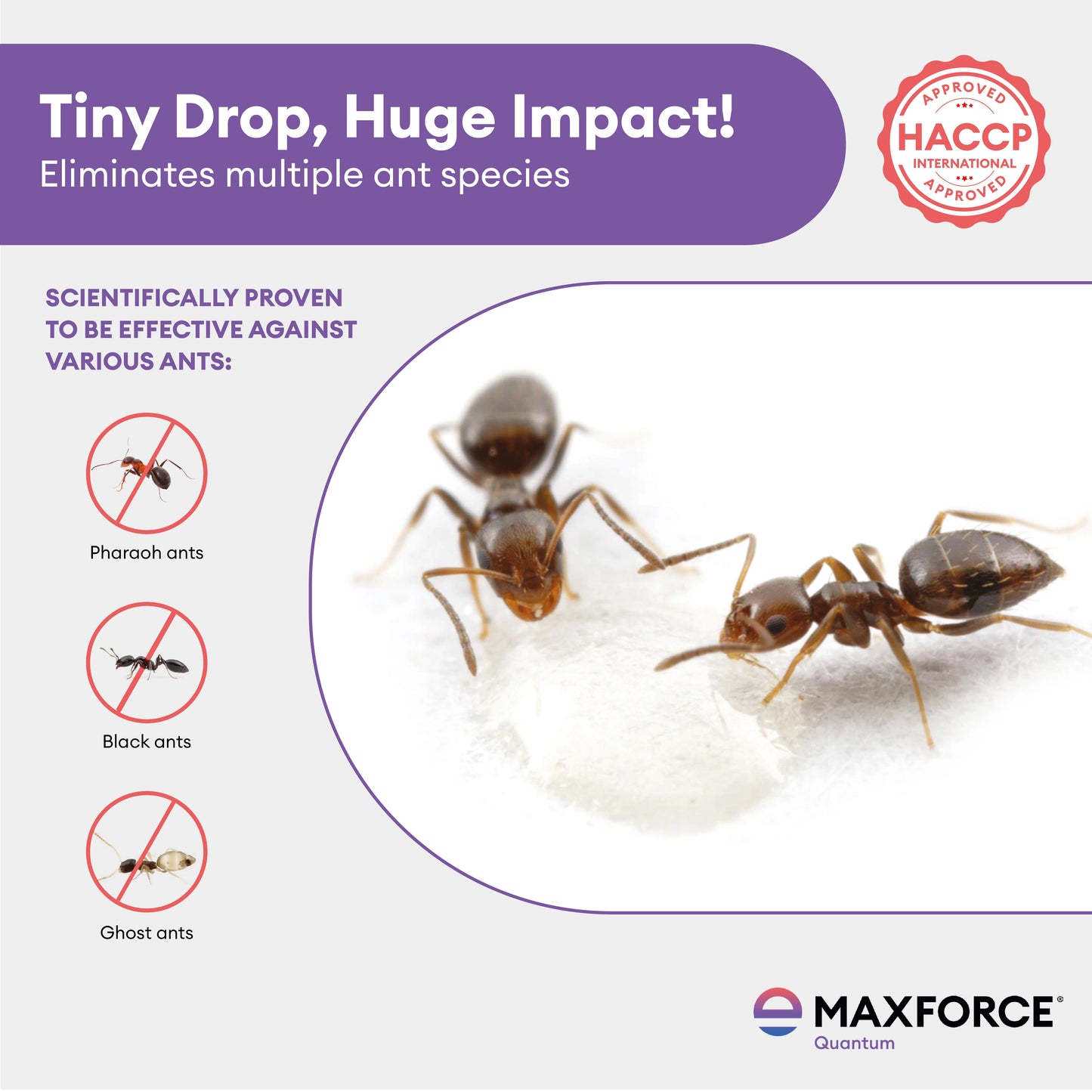 Maxforce Quantum 30gm | Ant Control
