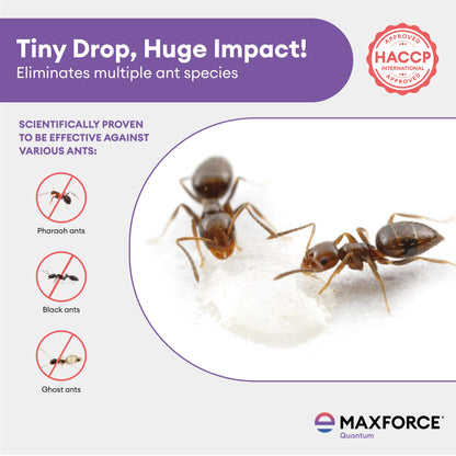 Maxforce Quantum 30gm | Ant Control