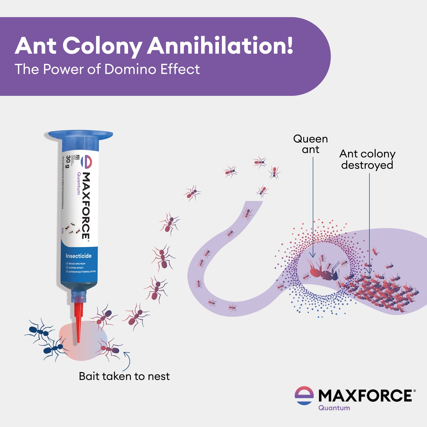 Maxforce Quantum 30gm | Ant Control