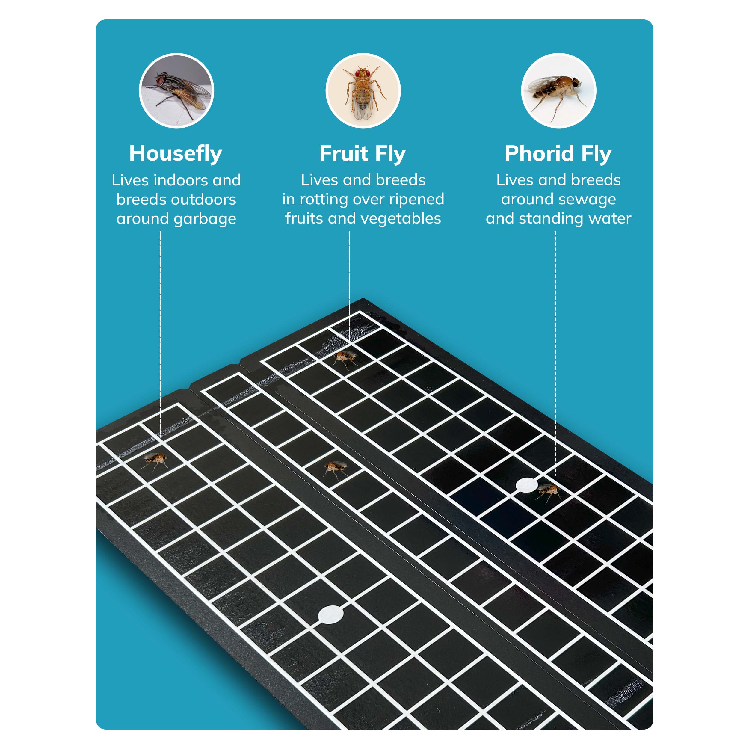 Fly Shield Pattern Spider Fly Catcher Pad, Fly Control Board, Glue board spider – Pest ...