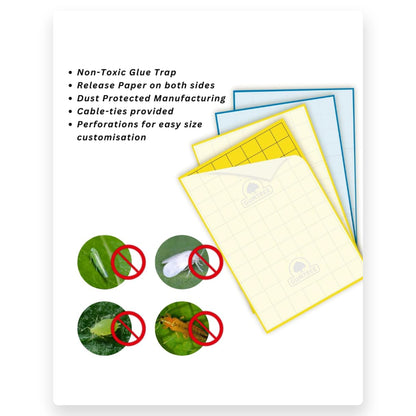 Gumtree Sticky Trapp Max (Pack of 20)