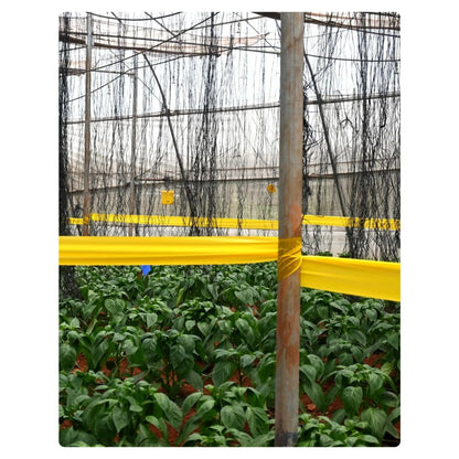 Gumtree Sticky Roll - 25cm